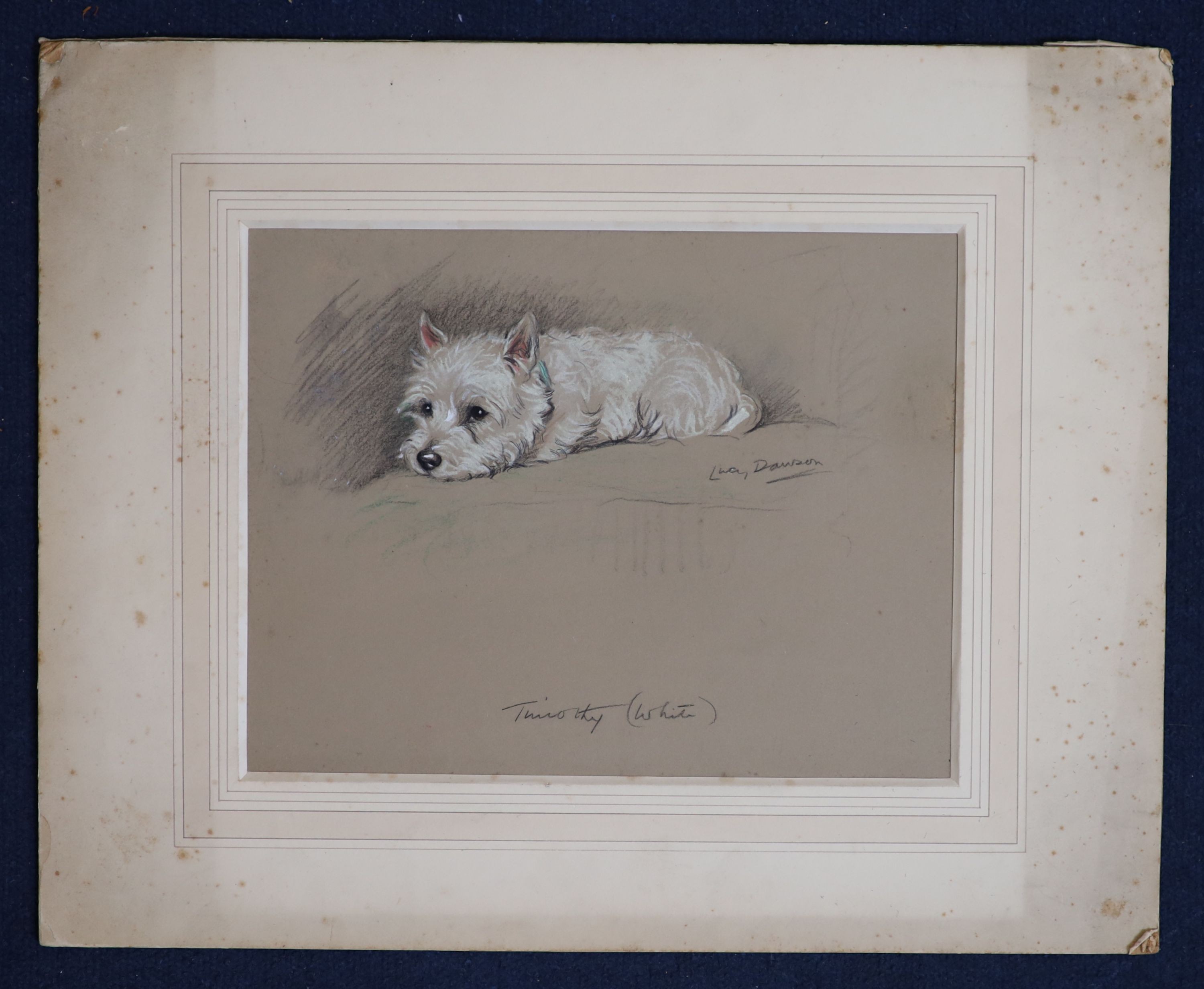 Lucy Dawson (1875-1954), Timothy (White), Pastel, 21 x 27.5cm.